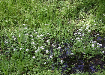 Bitter-Schaumkresse (Cardamine amara) - © Emanuel Trummer
